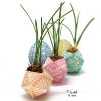 Urban Jungle Kit — Frühjahrsausgabe —...